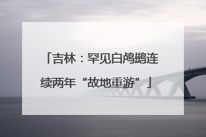 吉林：罕见白鸬鹚连续两年“故地重游”